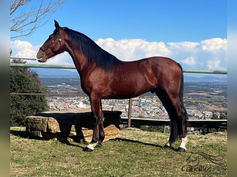 PRE Hengst 4 Jaar 165 cm Bruin in Girona