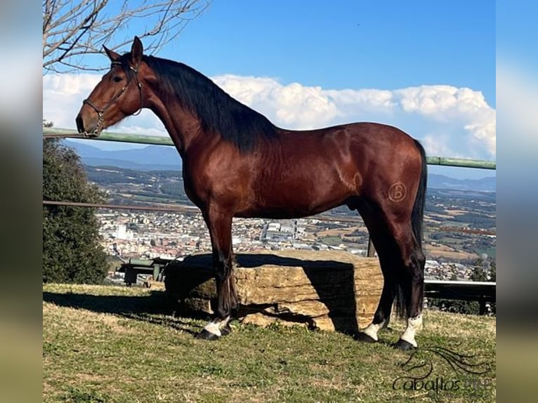 PRE Hengst 4 Jaar 165 cm Bruin in Girona