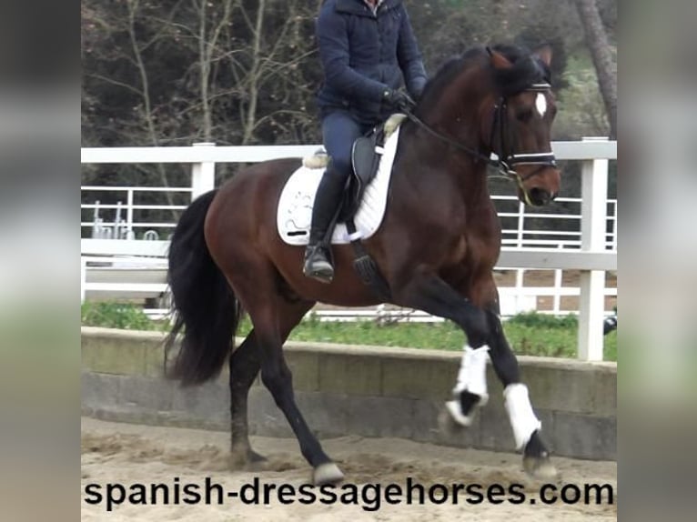 PRE Mix Hengst 4 Jaar 165 cm Bruin in Barcelona