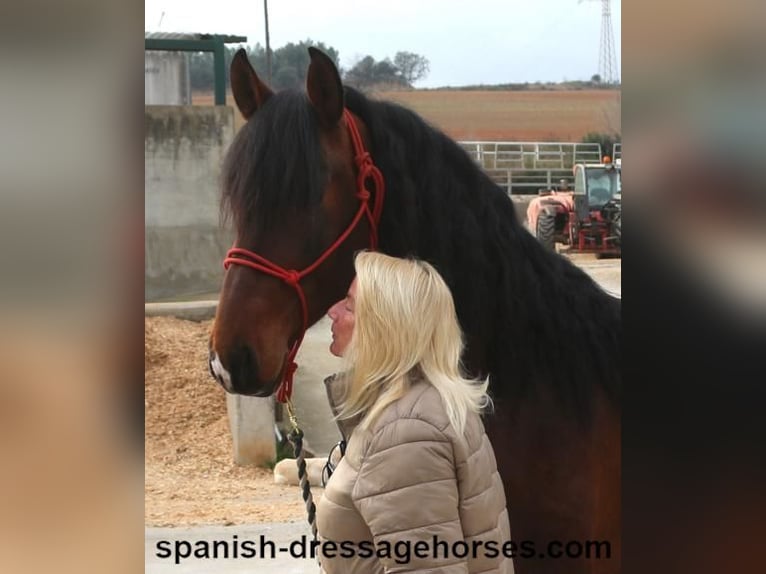 PRE Mix Hengst 4 Jaar 165 cm Bruin in Barcelona