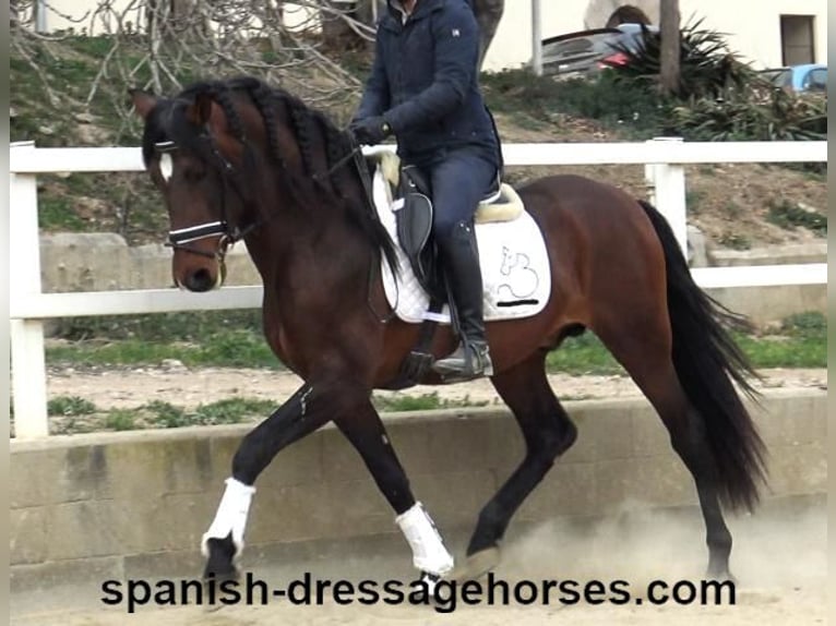 PRE Mix Hengst 4 Jaar 165 cm Bruin in Barcelona