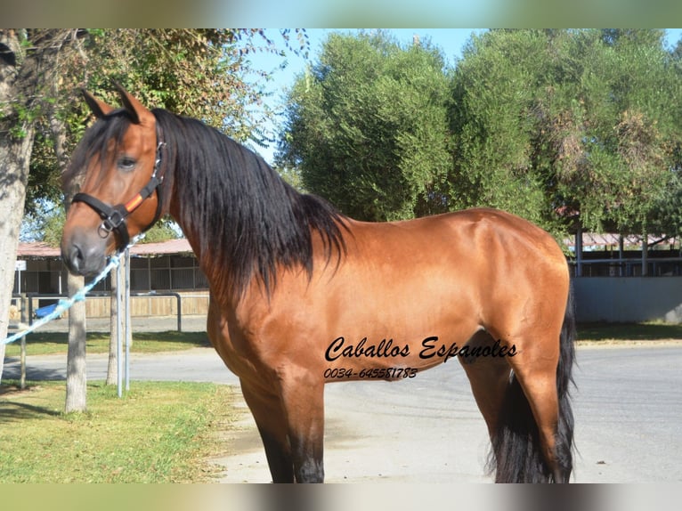 PRE Hengst 4 Jaar 165 cm Bruin in Vejer de la Frontera