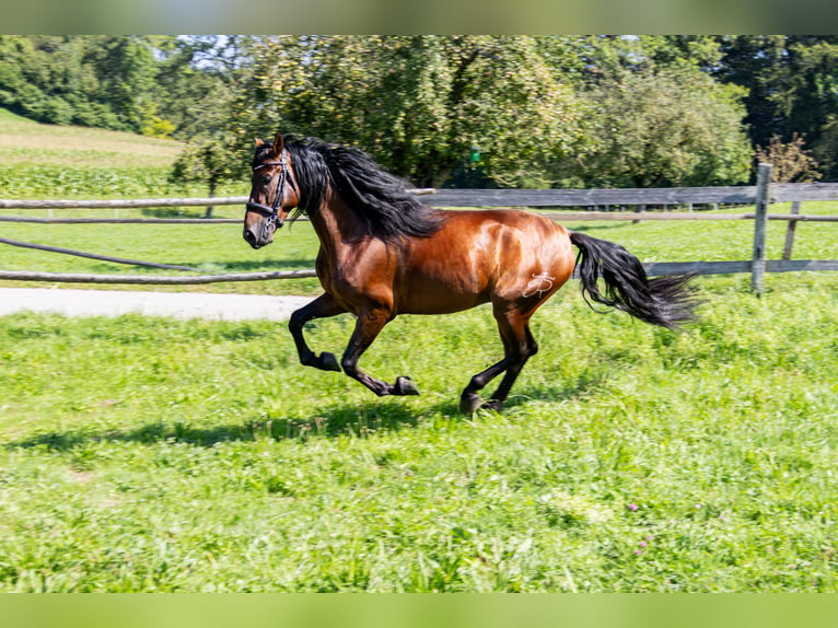 PRE Mix Hengst 4 Jaar 165 cm Bruin in Aeugst