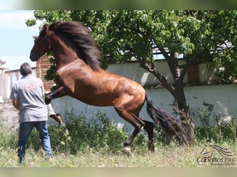 PRE Hengst 4 Jaar 165 cm Bruin in Barcelona