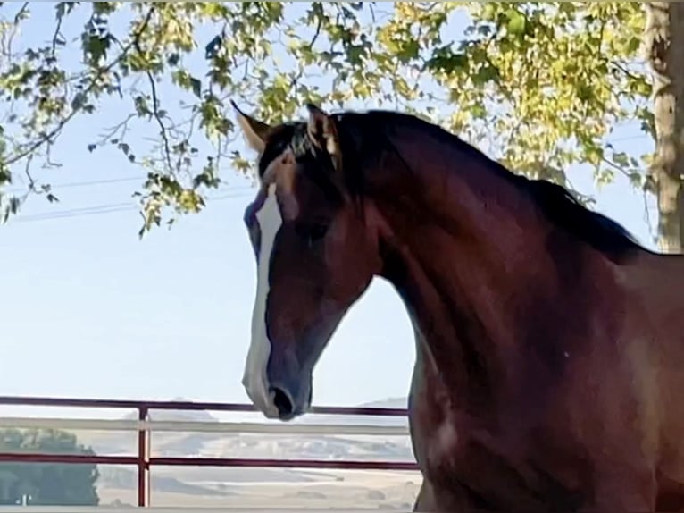 PRE Hengst 4 Jaar 165 cm Bruin in MORON DE LA FRONTERA