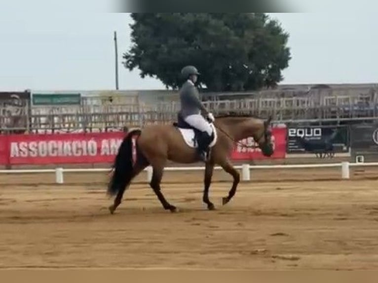 PRE Hengst 4 Jaar 165 cm Buckskin in Almeria