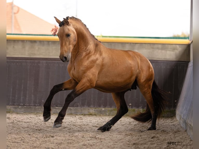PRE Mix Hengst 4 Jaar 165 cm Buckskin in El Catllar