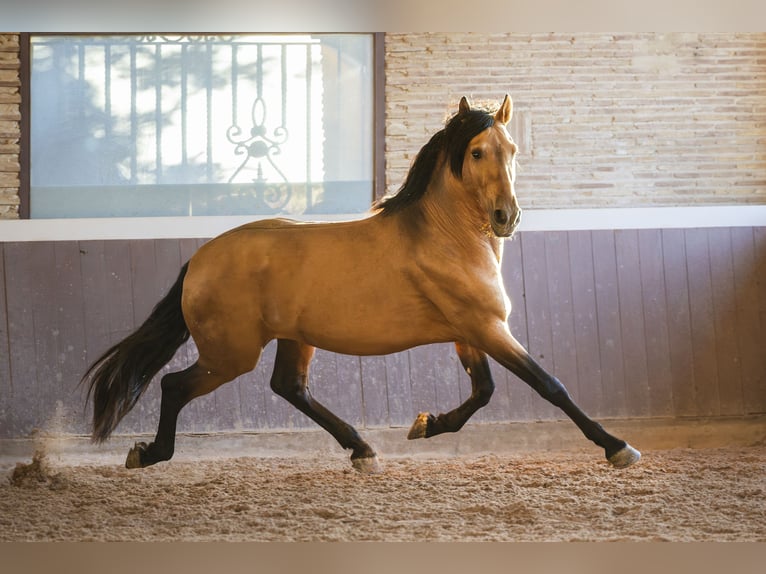 PRE Mix Hengst 4 Jaar 165 cm Buckskin in El Catllar