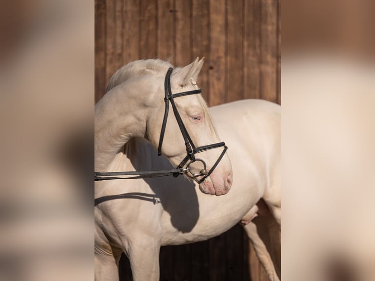 PRE Hengst 4 Jaar 165 cm Cremello in Büttelborn