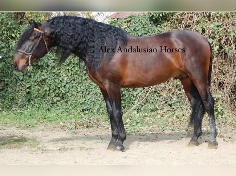 PRE Mix Hengst 4 Jaar 165 cm Donkerbruin in Sevilla