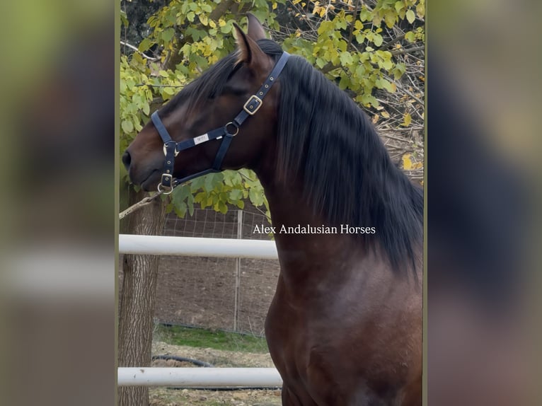 PRE Mix Hengst 4 Jaar 165 cm Donkerbruin in Sevilla