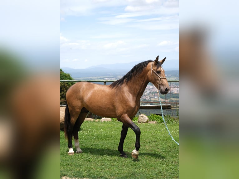 PRE Mix Hengst 4 Jaar 165 cm Falbe in Hamburg