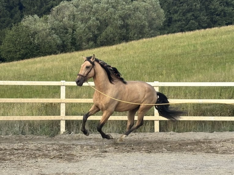 PRE Mix Hengst 4 Jaar 165 cm Falbe in Niederstaufen