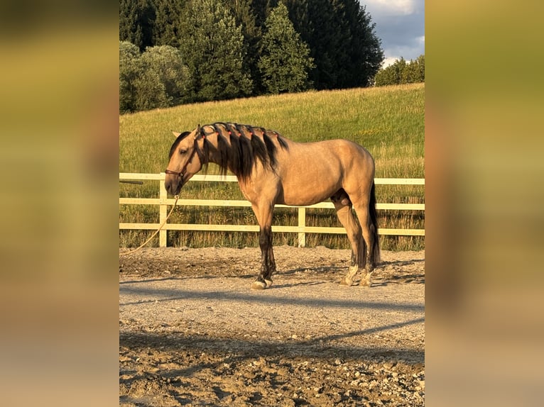 PRE Mix Hengst 4 Jaar 165 cm Falbe in Niederstaufen
