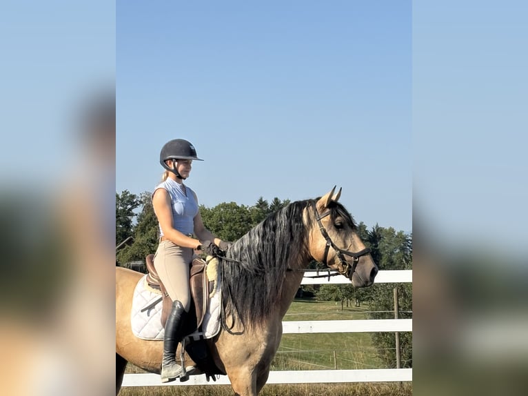 PRE Mix Hengst 4 Jaar 165 cm Falbe in Niederstaufen