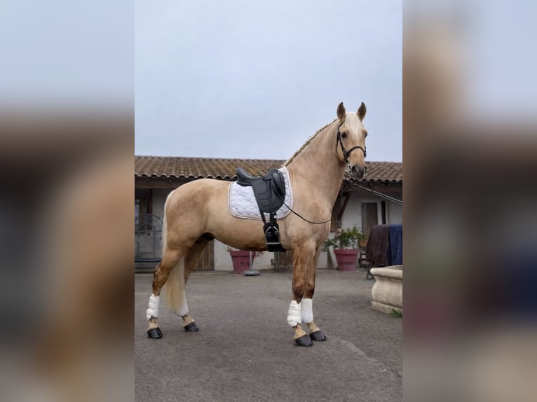 PRE Hengst 4 Jaar 165 cm Palomino in Cornillon-Confoux