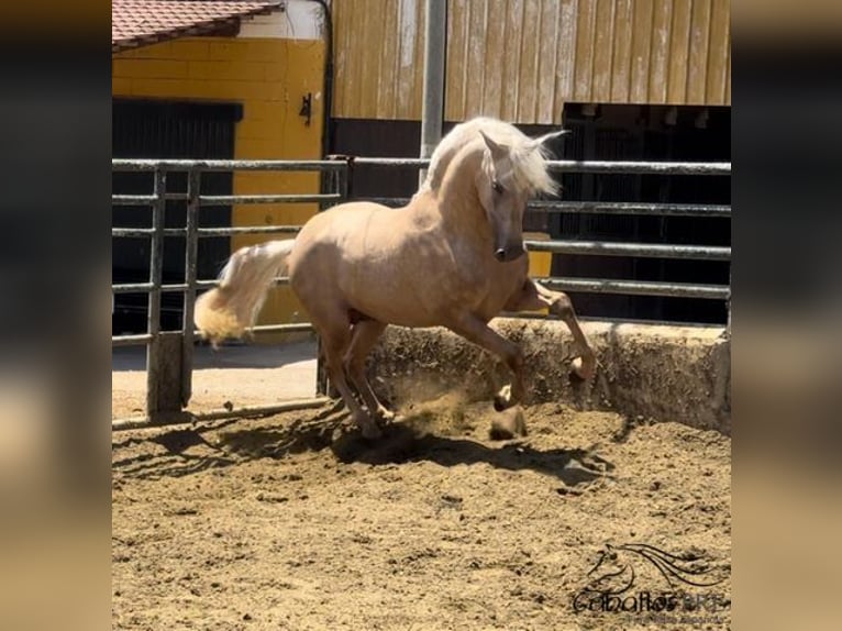 PRE Hengst 4 Jaar 165 cm Palomino in Barcelona