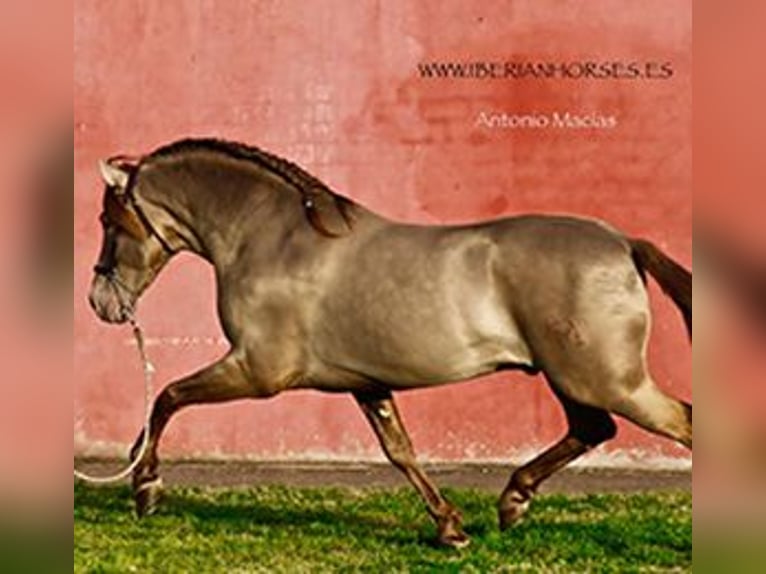 PRE Hengst 4 Jaar 165 cm Pearl in Madrid