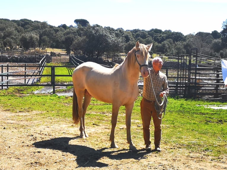 PRE Hengst 4 Jaar 165 cm Pearl in Madrid