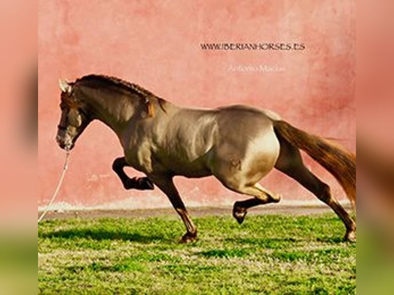 PRE Hengst 4 Jaar 165 cm Pearl in Madrid