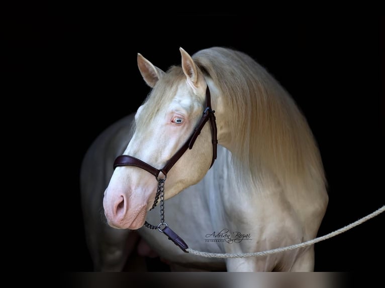 PRE Mix Hengst 4 Jaar 165 cm Perlino in Sigmarszell