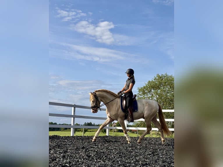 PRE Mix Hengst 4 Jaar 165 cm Perlino in Sigmarszell