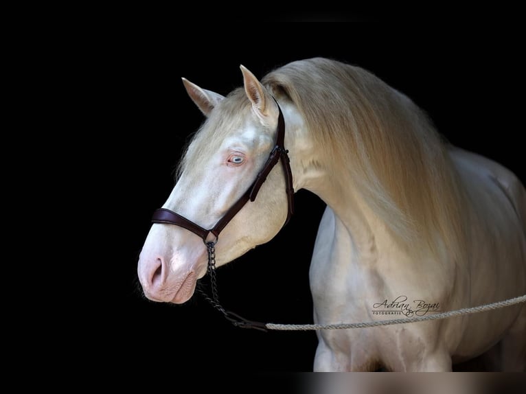 PRE Mix Hengst 4 Jaar 165 cm Perlino in Sigmarszell