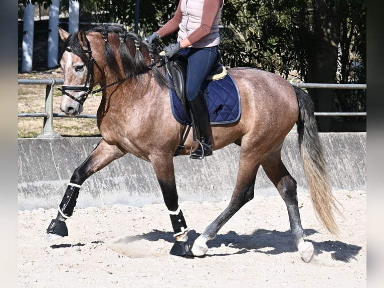 PRE Mix Hengst 4 Jaar 165 cm Rood schimmel in Mallorca