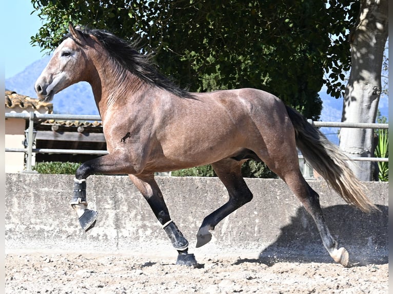 PRE Mix Hengst 4 Jaar 165 cm Rood schimmel in Mallorca