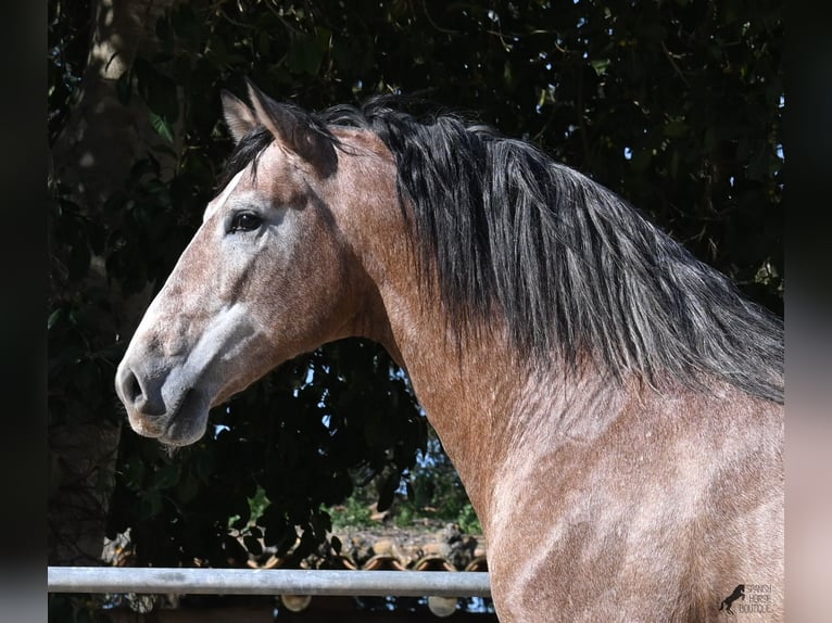 PRE Mix Hengst 4 Jaar 165 cm Rood schimmel in Mallorca