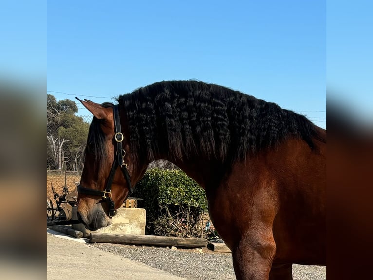 PRE Mix Hengst 4 Jaar 165 cm Roodbruin in Hamburg