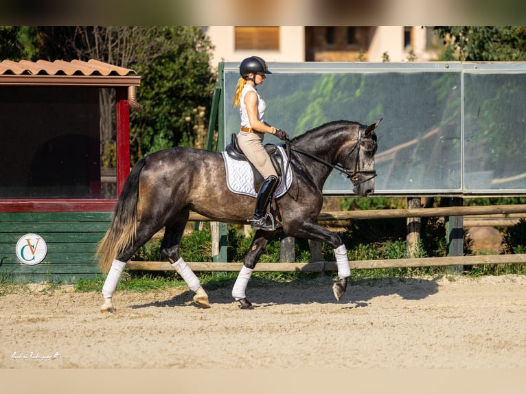 PRE Hengst 4 Jaar 165 cm Schimmel in Ullastrell