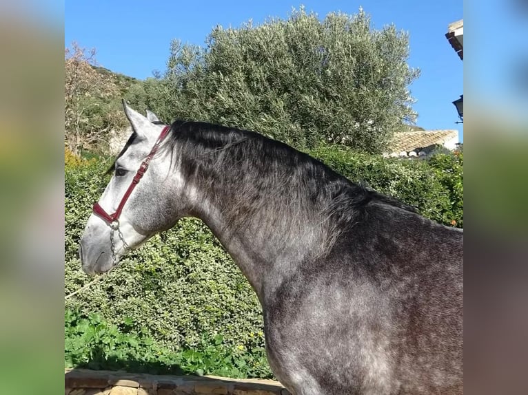 PRE Mix Hengst 4 Jaar 165 cm Schimmel in Campo De Camara (Almogia)