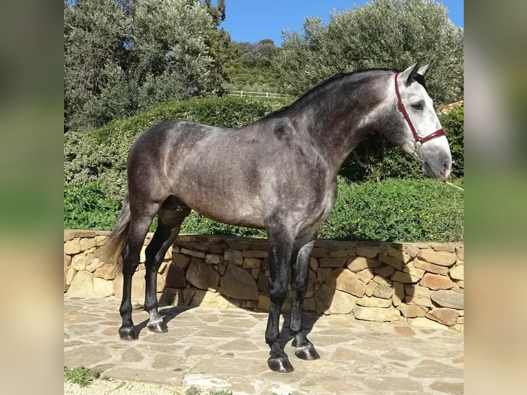 PRE Mix Hengst 4 Jaar 165 cm Schimmel in Campo De Camara (Almogia)