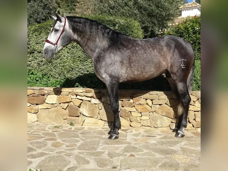 PRE Mix Hengst 4 Jaar 165 cm Schimmel in Campo De Camara (Almogia)
