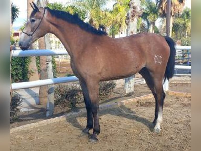 PRE Mix Hengst 4 Jaar 165 cm Schimmel in Malaga