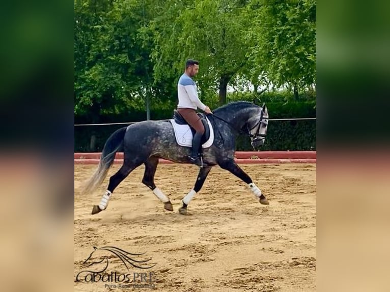 PRE Mix Hengst 4 Jaar 165 cm Schimmel in Malaga