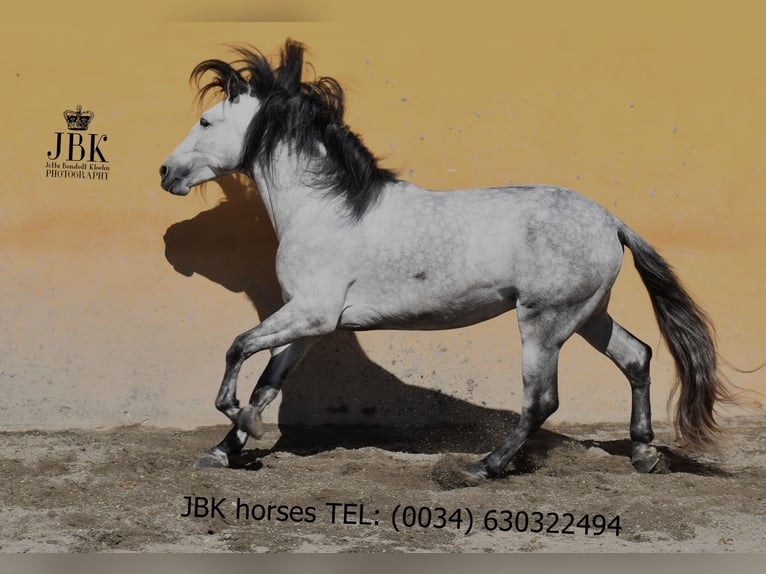 PRE Mix Hengst 4 Jaar 165 cm Schimmel in Tabernas Almeria