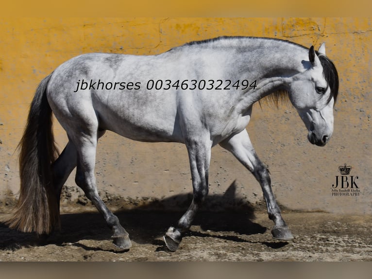PRE Mix Hengst 4 Jaar 165 cm Schimmel in Tabernas Almeria
