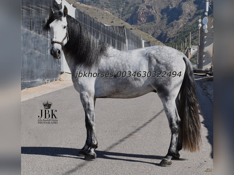 PRE Mix Hengst 4 Jaar 165 cm Schimmel in Tabernas Almeria