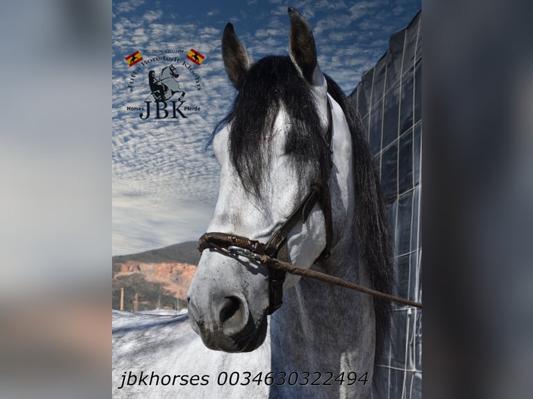 PRE Mix Hengst 4 Jaar 165 cm Schimmel in Tabernas Almeria