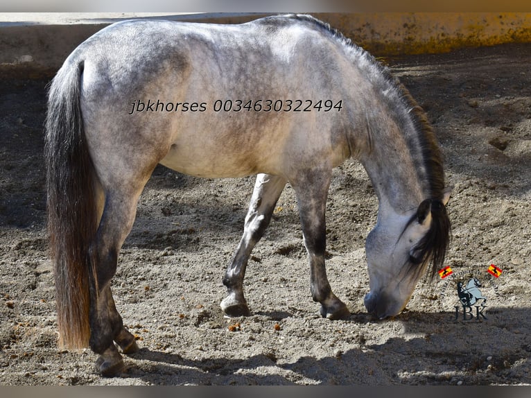 PRE Mix Hengst 4 Jaar 165 cm Schimmel in Tabernas Almeria