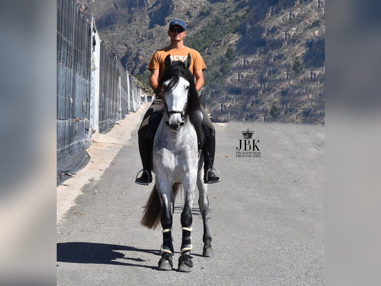 PRE Hengst 4 Jaar 165 cm Schimmel in Tabernas Almeria