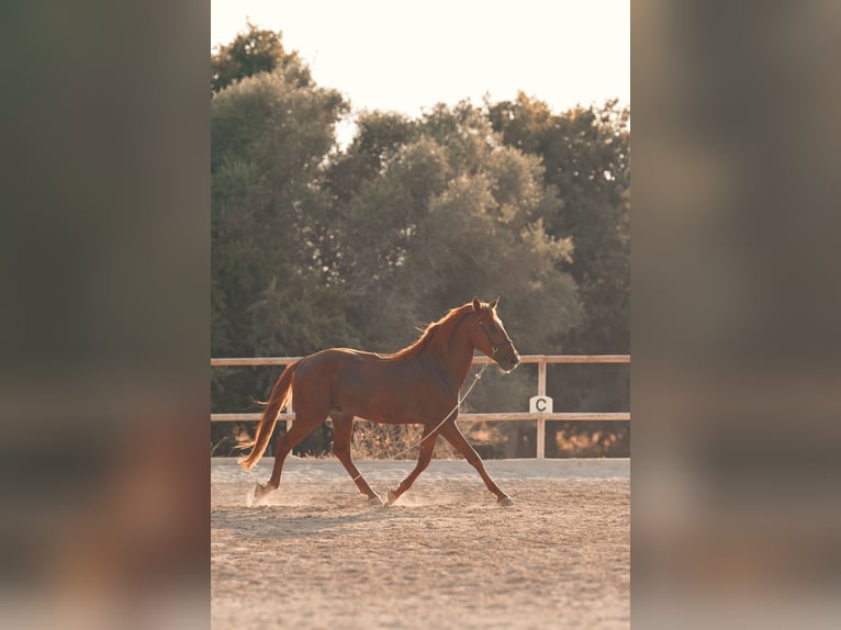 PRE Hengst 4 Jaar 165 cm Vos in Felanitx