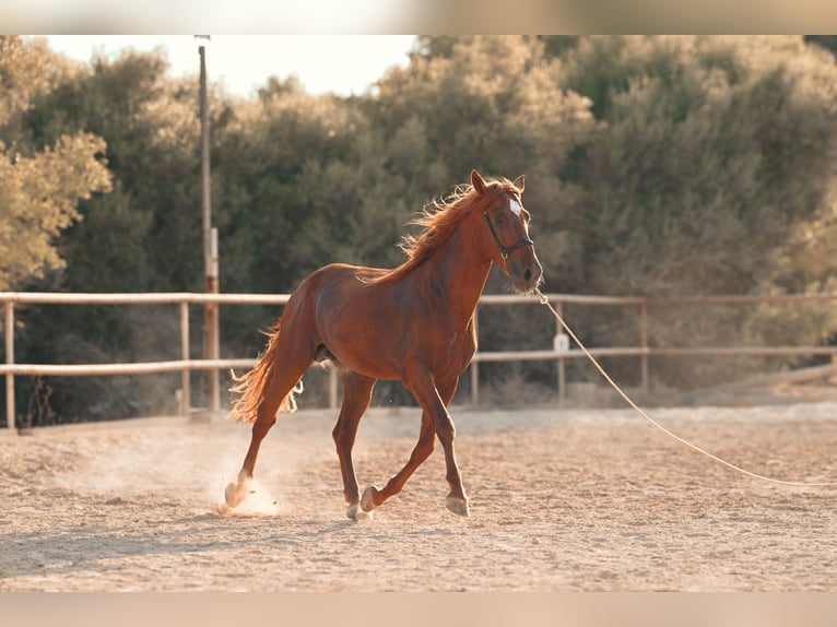PRE Hengst 4 Jaar 165 cm Vos in Felanitx