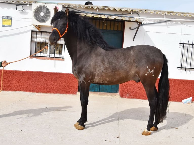 PRE Hengst 4 Jaar 165 cm Zwart in Provinz Malaga