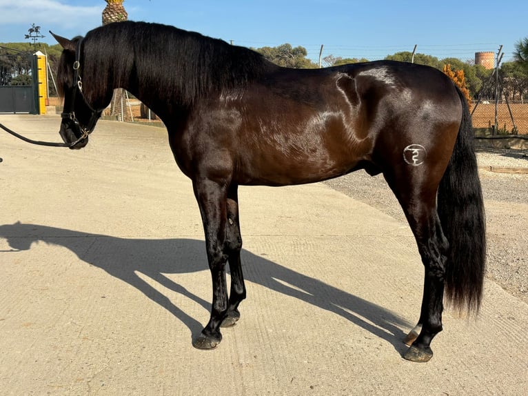 PRE Mix Hengst 4 Jaar 165 cm Zwart in Hamburg