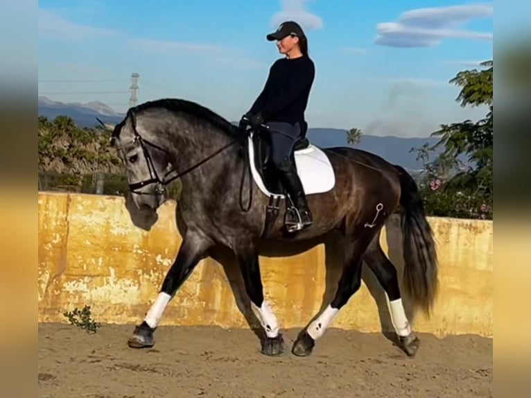 PRE Mix Hengst 4 Jaar 165 cm Zwartschimmel in Martfeld