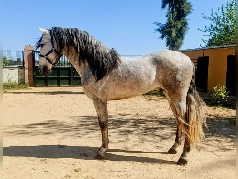 PRE Mix Hengst 4 Jaar 166 cm Appelschimmel in Sevilla