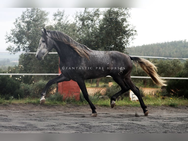 PRE Mix Hengst 4 Jaar 166 cm Appelschimmel in santa perpetua de mogoda